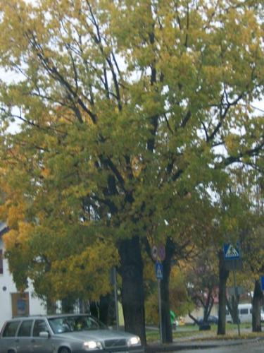 Verregneter Herbsttag (100_0353.JPG) wird geladen. Eindrucksvolle Fotos aus Lettland erwarten Sie.